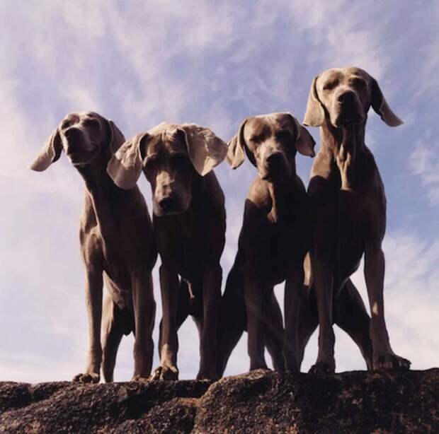 William Wegman - Man Ray