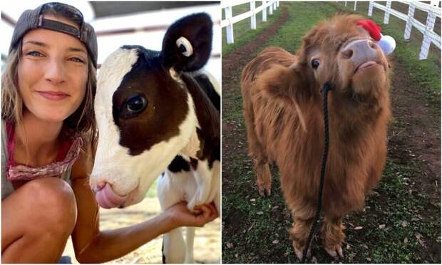 22 фото, которые доказывают, что коровы – милейшие создания
