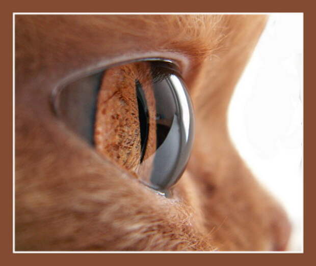 Глаза кошек фото 1