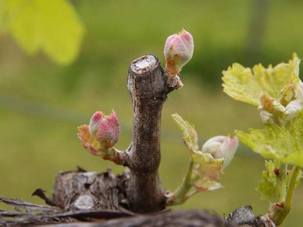 Почки винограда весной