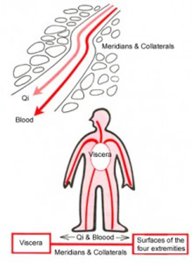 Наша задача — заставить кровь двигаться по большому кругу, а ци — беспрепятственно по каналам