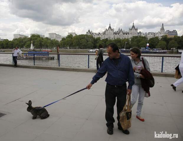 Необычные домашние животные (55 фото) Необычные домашние животные (55 фото)