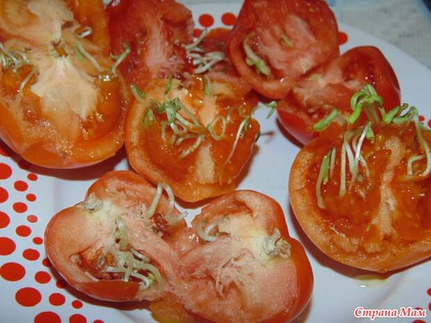 Мой томатный эксперимент