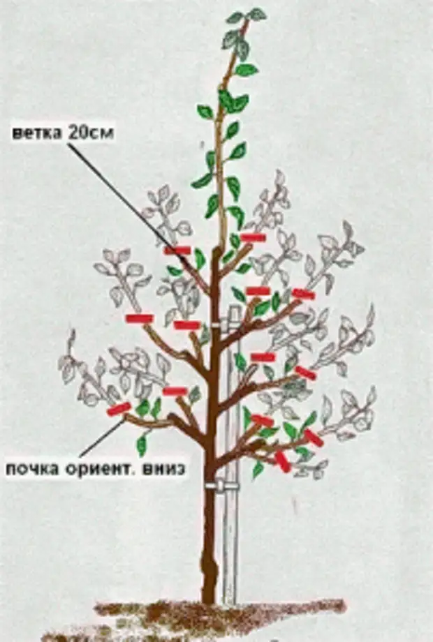 Схема обрезки колоновидной яблони весной