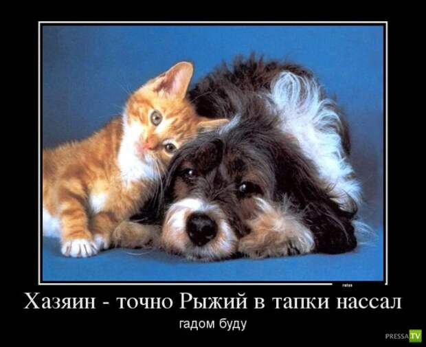Прикольные демотиваторы о животных (30 фото) Прикольные демотиваторы о животных (30 фото)