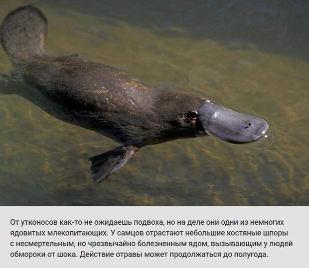 животные, растения, боль, адская боль
