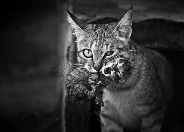 черно белые фотографии кошек (18)