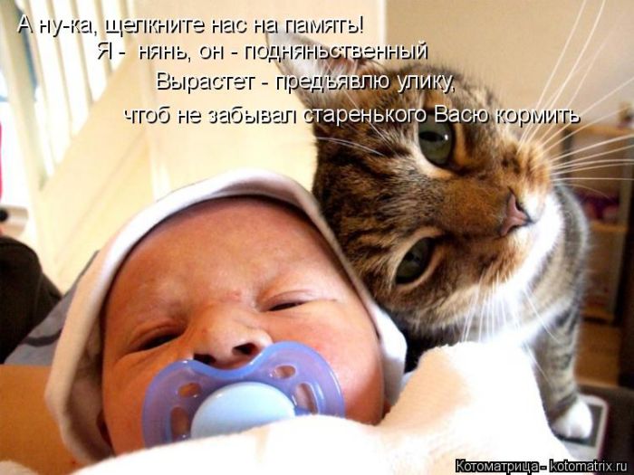 Лучшие котоматрицы недели (50 фото)