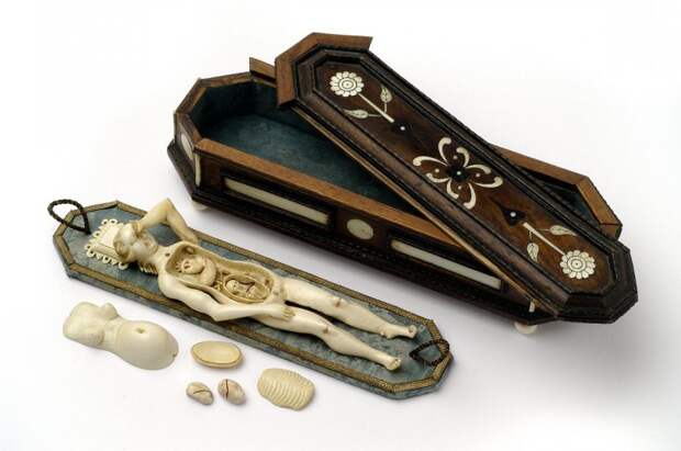9. Анатомическая модель беременной женщины. А футляр в виде гроба служил напоминанием, что изучать анатомию можно лишь на умерших людях, около 1680 года.