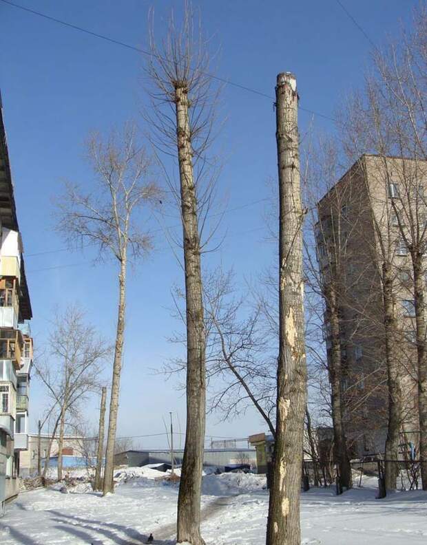 Спасение кота, застрявшего на тополе spaseniekota 2 Спасение кота, застрявшего на тополе