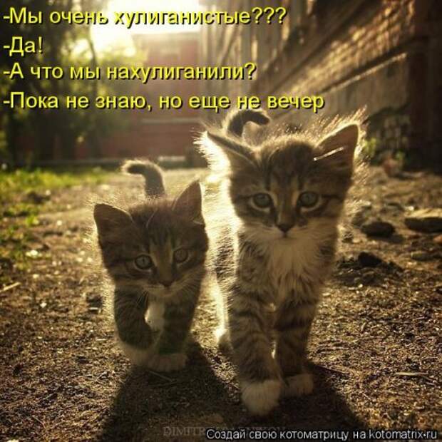 Новая котоматрица на Бугаге (39 фото)