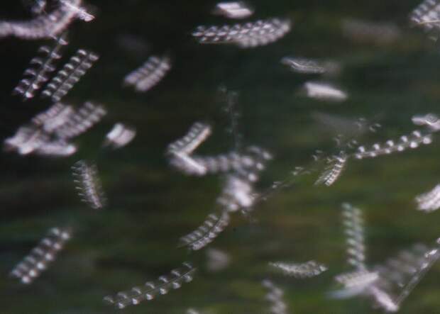 gnats (3 of 4)