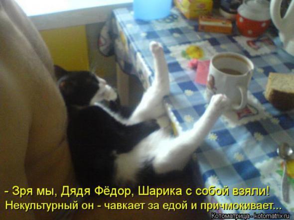 Котоматрицы (картинки с надписями)