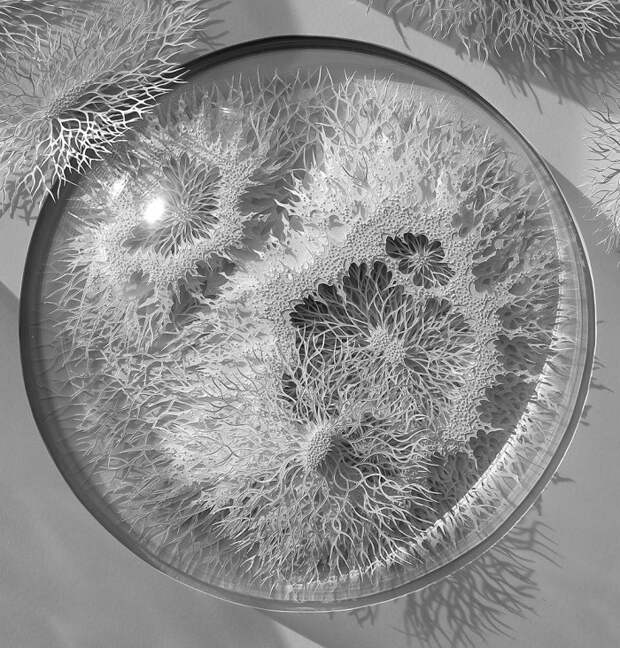 Бумажная микробиология Рогана Брауна (Rogan Brown) Бумажная микробиология Рогана Брауна (Rogan Brown)