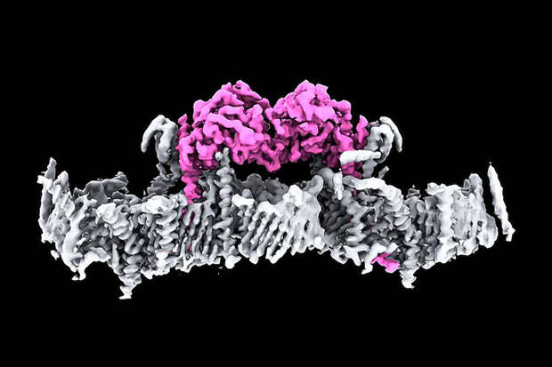 Science: раскрыта структура ключевого белка для болезни Паркинсона