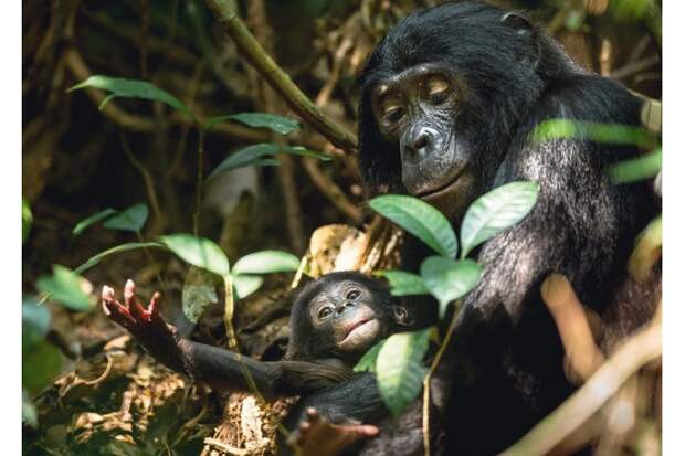 Самка карликового шимпанзе держит в лапах детеныша. Фотографу Тео Веббу пришлось долго ждать подходящего момента для съемок из-за плохого освещения и плотной растительности
