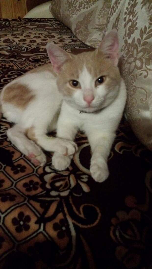 кот