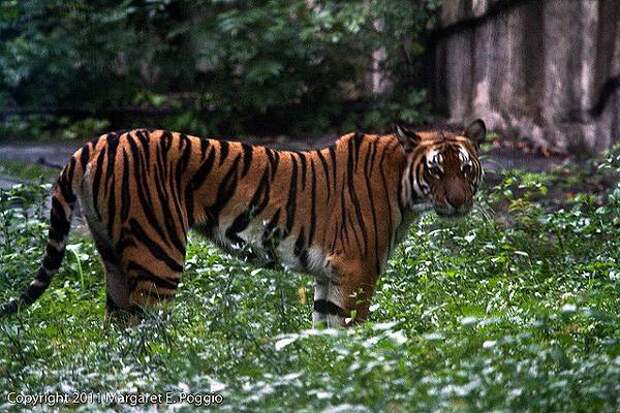 Самые быстрые тигры животные на планете Китайский тигр (Panthera tigris amoyensis), фото хищники картинка