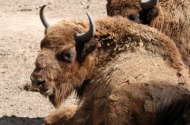 В белорусских магазинах появились деликатесы из мяса зубра