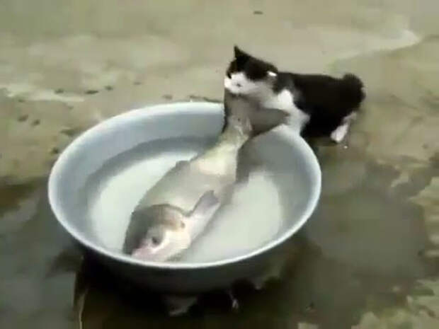 Кот тащит рыбу видео, животные, кот, рыба