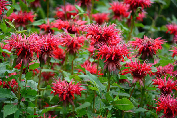 Монарда двойчатая (Monarda didyma L.)