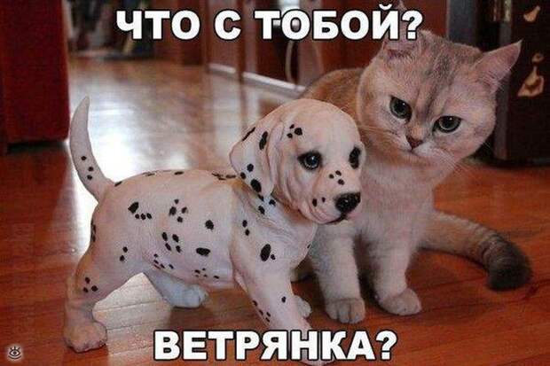 Смешнульки и приколюхи 33