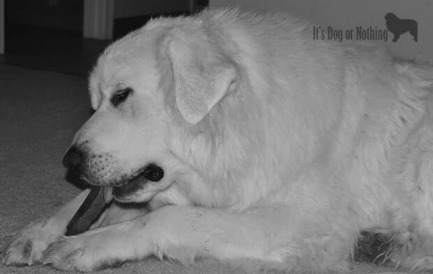 Great Pyrenees with Only Natural Pet's Himalayan Yak's Milk Chew