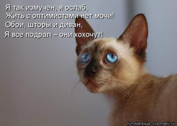 Лучшие котоматрицы недели