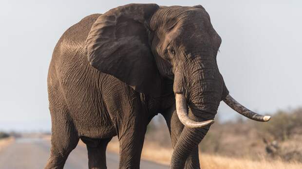 Слон сбежал из самарского цирка в 20-градусный мороз: видео