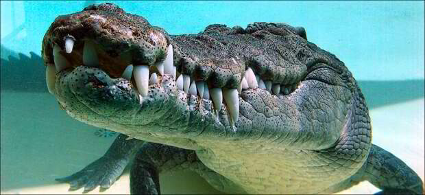http://ausemade.com.au/photos/nt/central-australia/alice-springs/asrc/images/0708164084-saltwater-crocodile.jpg