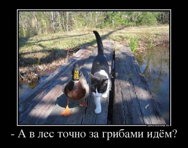 Демотиваторы демотиваторы