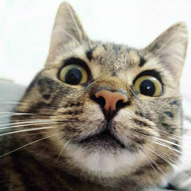 Субботний котопост коты, кошки, приколы с котами., смешные коты