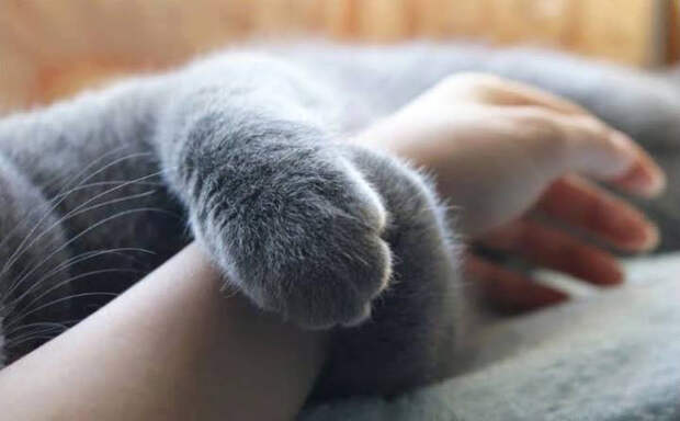 кошачьи лапы