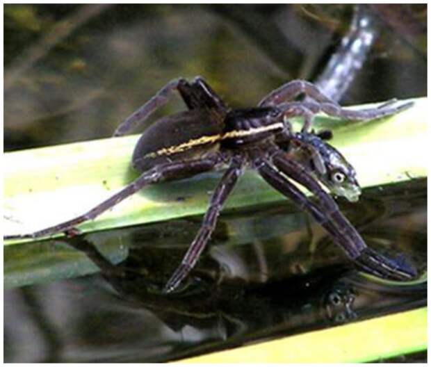 Figure 7 Fish caught by spider – example from Europe.