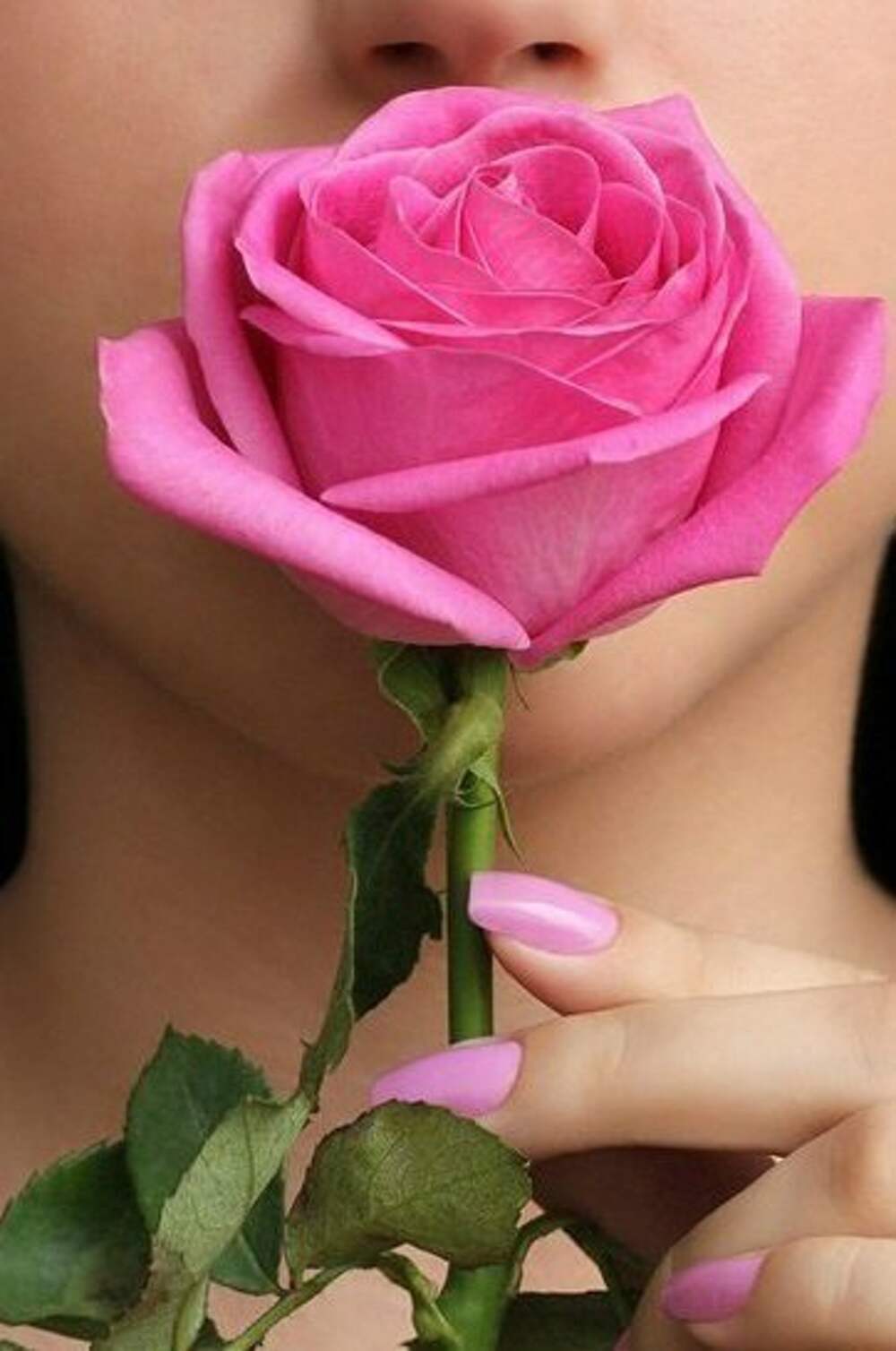 Красивые картинки в ватсапе. Фотосессия с розами. Картинки на аватарку для девушек. Девушка с розовыми розами. Цветочки для девушки.