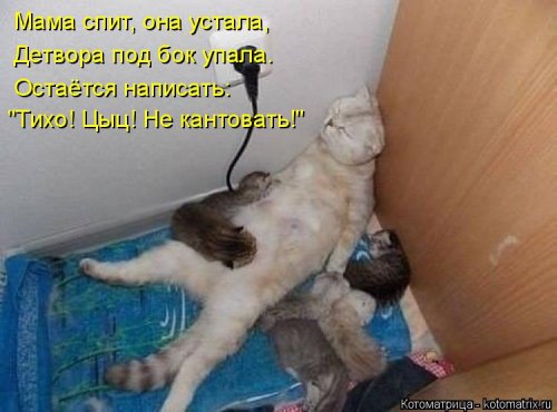 Еженедельная котоматрица (33 фото)