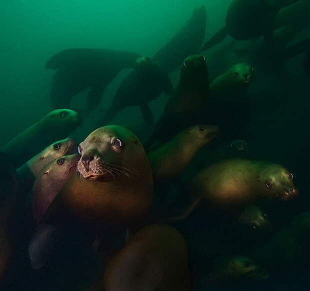 Подводные фотографии David Hall