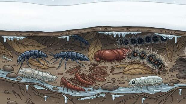 Энтомолог Гончаров: нынешняя зима очень благоприятна для насекомых