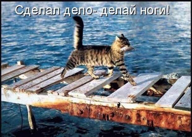 Котоматрица 12