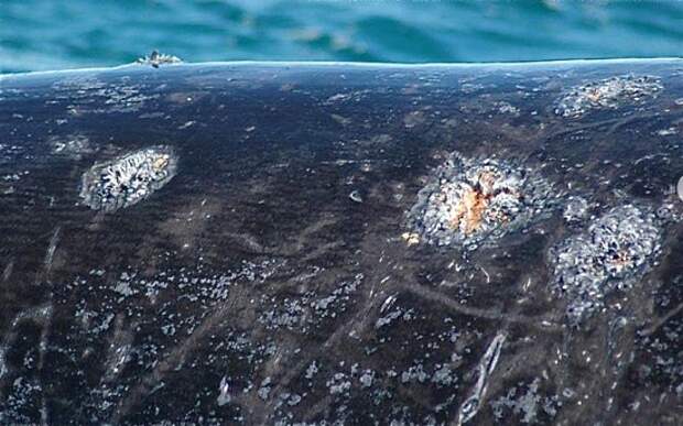 sores on the skin of southern right whales