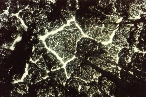 застенчивость кроны застенчивость кроны