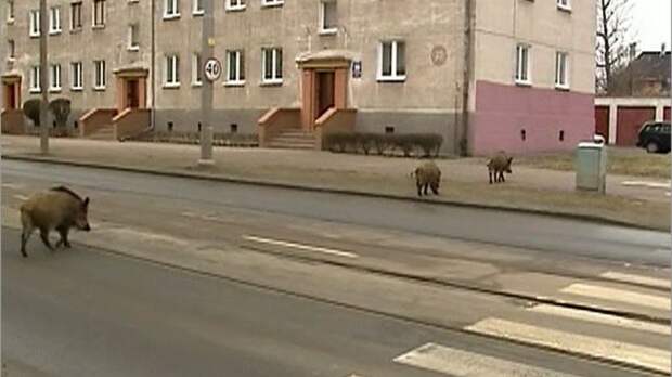 Кабаны ходят по улицам Хабаровска животные, прикол, факты, юмор