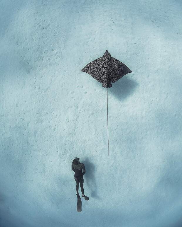 Андре Масгроув (André Musgrove) и его невероятные подводные снимки