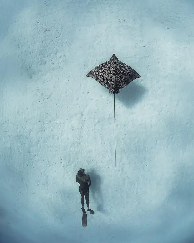 Андре Масгроув (André Musgrove) и его невероятные подводные снимки