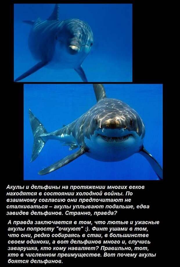 Правда что акулы боятся пузырьков. Акулы боятся дельфинов. Почему акулы боятся дельфинов. Дельфины против акул. Дельфин враг акулы.