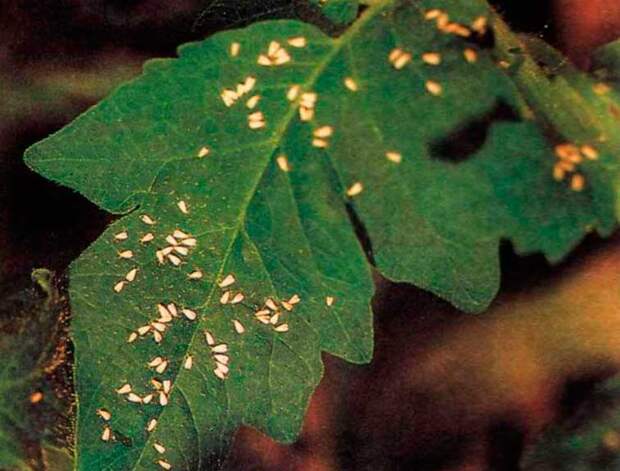 Вредитель комнатных растений Нематода