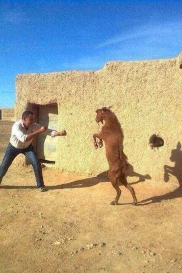 смешные, необъяснимые, фотографии,