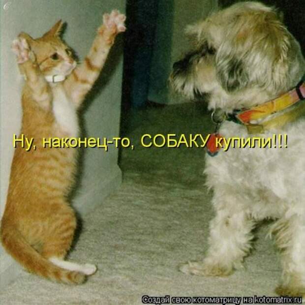 Сборник весёлых котоматриц (35 шт)