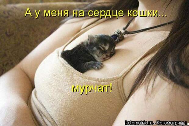 Лучшие котоматрицы недели