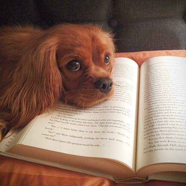 животные и книги 